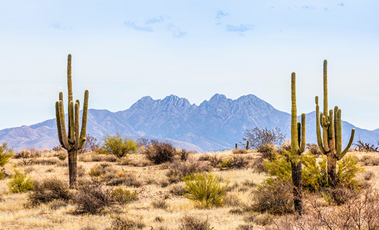 Phoenix service area codes